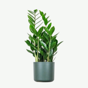 Zamioculcas zamiifolia Plants
