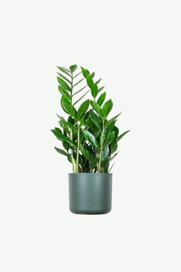Zamioculcas zamiifolia Plants