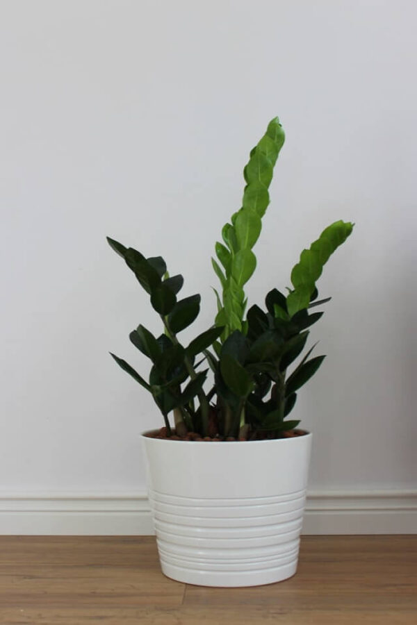 Zamioculcas zamiifolia Plants - Image 2